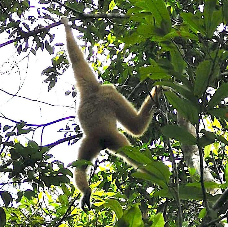 When the gibbon took flight from above us- Khao Yai National Park