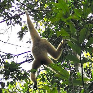 When the Gibbons Took Flight From Above Us, Khao Yai National Park